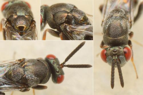 Monodontomerus sp.